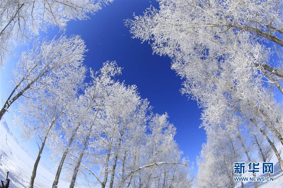 新疆の美しい樹氷