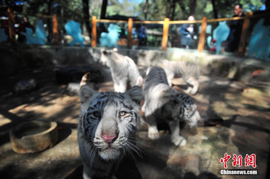 5頭のホワイトタイガーが観光客と対面　雲南野生動物園