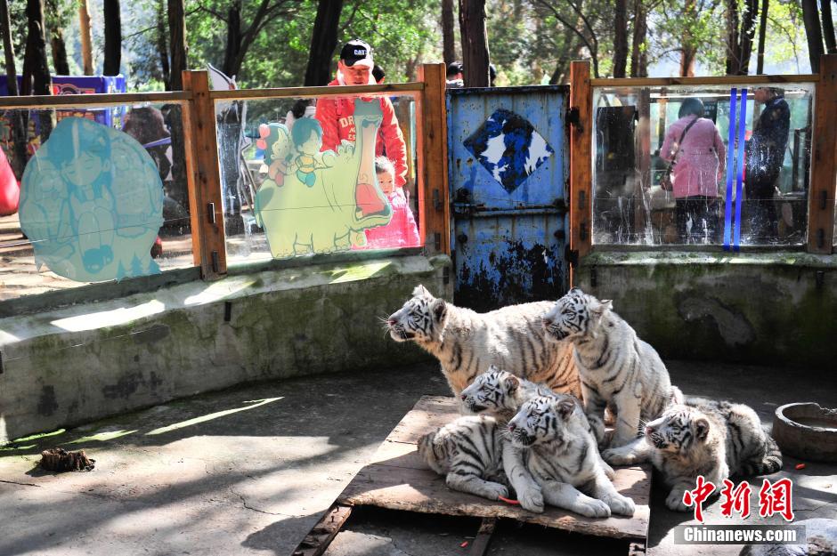 5頭のホワイトタイガーが観光客と対面　雲南野生動物園