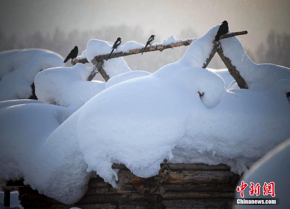 新疆に降り続く雪、最も美しい景色を迎えた禾木