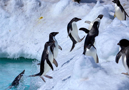 カメラマンが捉えた水面から飛び出す瞬間のペンギン