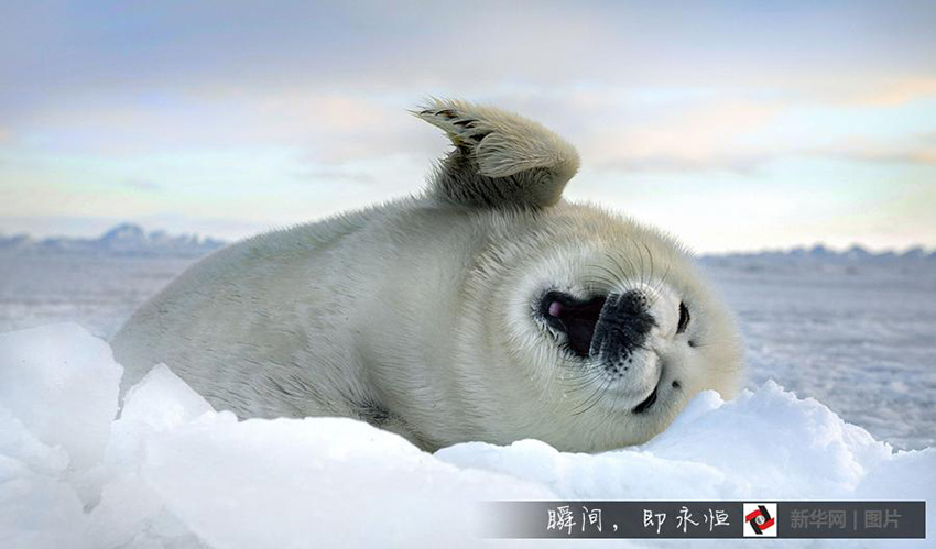 クリクリ目をしたアザラシの赤ちゃん 雪に転がる可愛い姿 人民網日本語版 人民日報