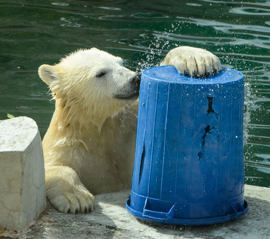 動物園のホッキョクグマ、バケツを抱えて水をゴクゴク　ロシア