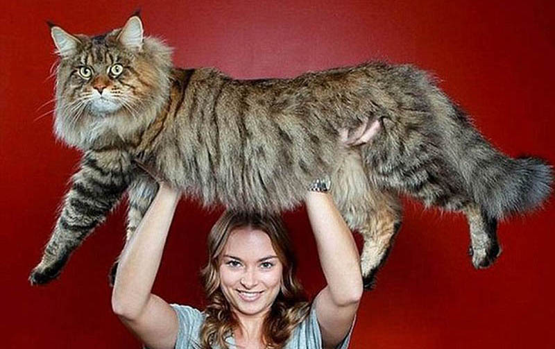 自宅のデカ猫写真を公開する欧米のネット民、体長1メートルの巨大猫も