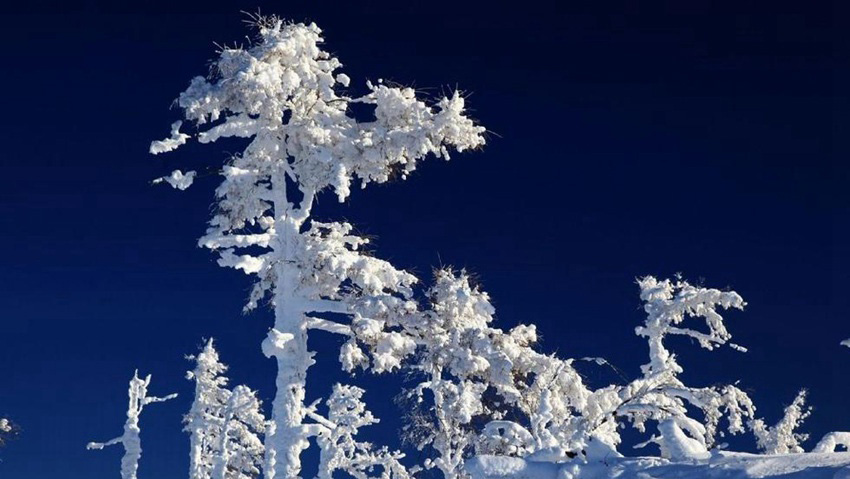 極寒の絶景、―40℃の大興安嶺林海の雪景色