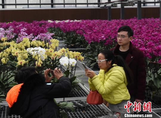 重慶で10万株の胡蝶蘭を展示