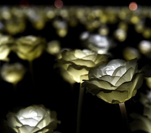 バレンタインデーに数万本のLED薔薇、香港を幻想的に照らす