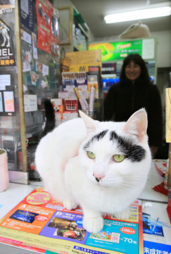 「八の字眉の困り顔」猫が幸せを呼ぶ猫として人気　日本