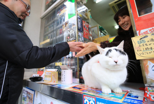 「八の字眉の困り顔」猫が幸せを呼ぶ猫として人気　日本