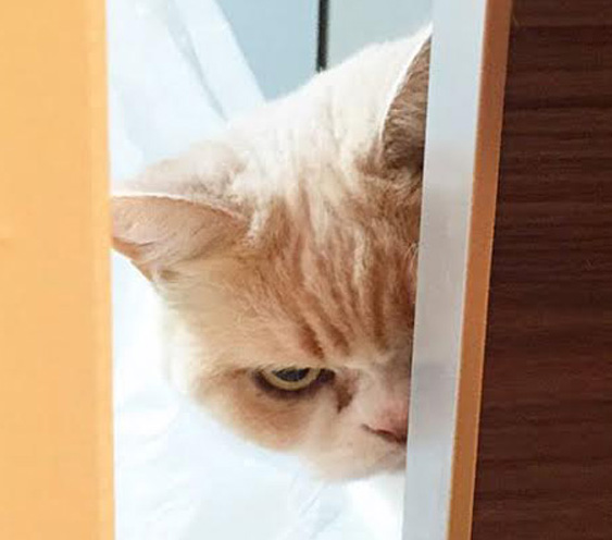 日本の猫が満面の不満顔で「不機嫌猫」に挑戦