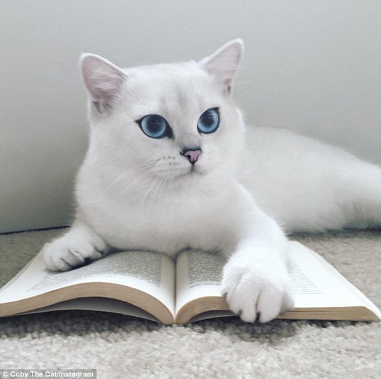 「世界で最も美しい猫」、真っ白な毛並みにサファイヤのような目