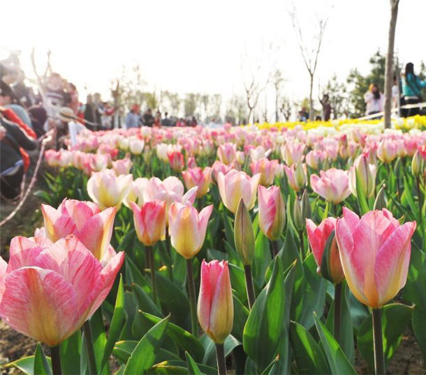オランダのチューリップが咲き誇る南昌、観光客らで賑わう