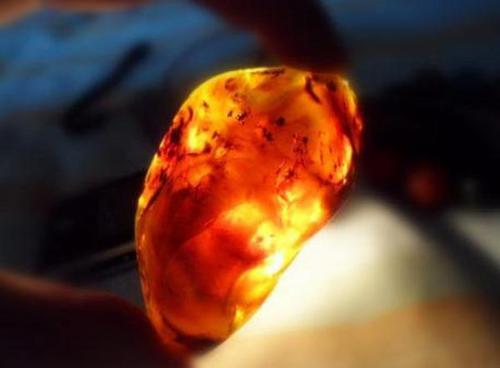 約1億年前の世界最古の琥珀、中国人科学者が発見