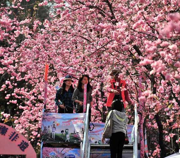 春の遠足、満開の桜を堪能する市民　昆明