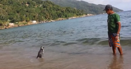 命の恩人に会いに毎年数万キロを泳ぎ帰ってくるペンギン