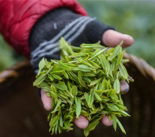 西湖竜井茶、春の一番茶摘みが始まる　浙江省