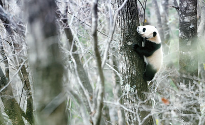秦嶺のジャイアントパンダ個体数、過去10年で2割増加