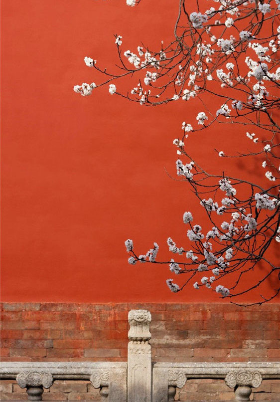 杏の花が彩る春の故宮博物院、公式SNSで公開
