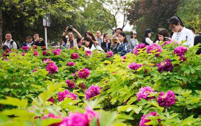 洛陽牡丹文化祭が開幕、満開の花と観光客で賑わう　河南省