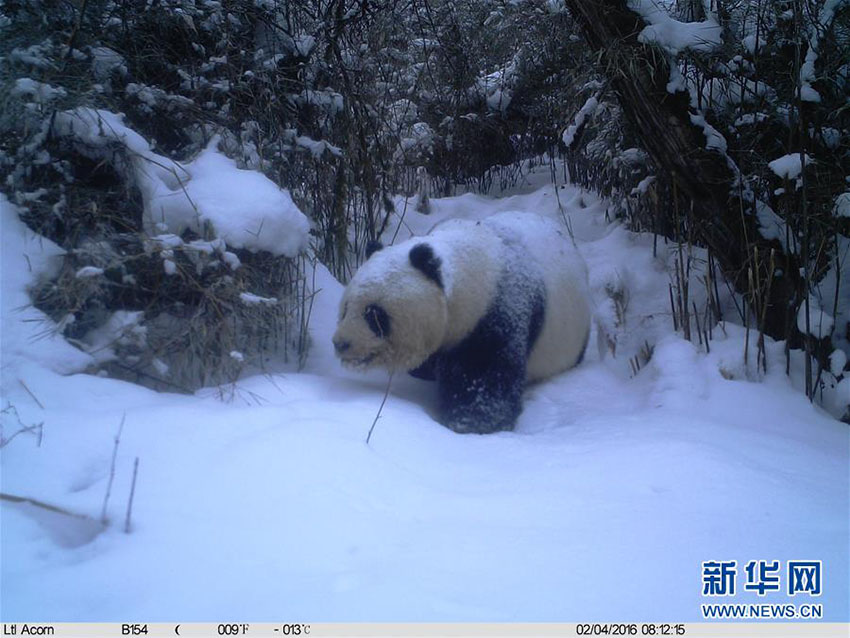 雪景色での野生パンダ、珍しい風景を赤外線カメラで撮影 甘粛省--人民