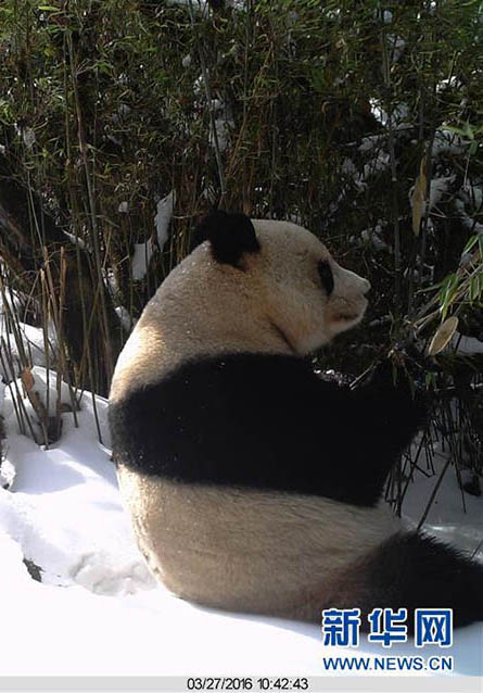 雪景色での野生パンダ、珍しい風景を赤外線カメラで撮影　甘粛省