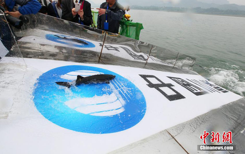 チョウザメ2020匹を長江に放流、GPSでの追跡管理を導入　湖北省