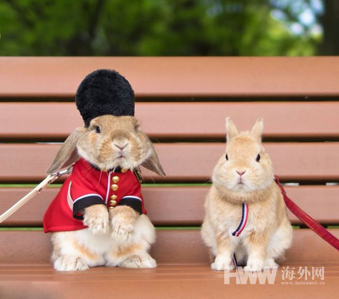 コスプレウサギがネットで大人気！