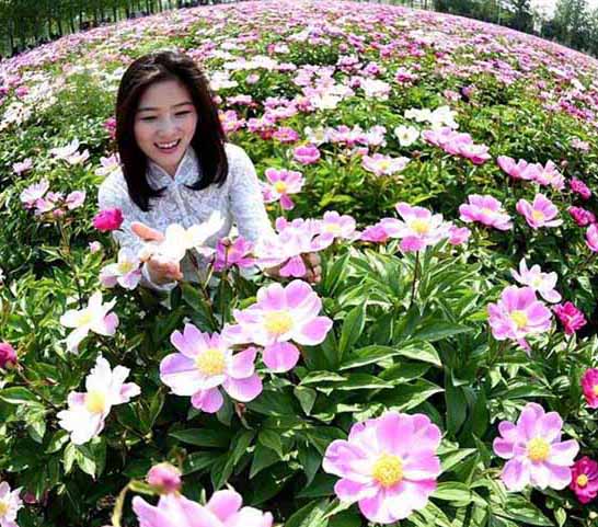 安徽省亳州に咲き誇る一面のシャクヤクの花