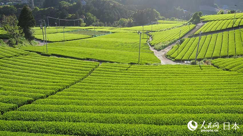 静岡県掛川市の茶畑