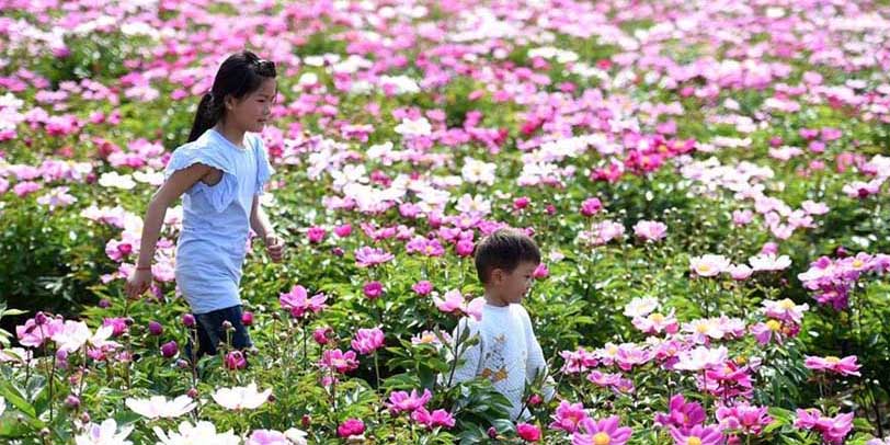 安徽省亳州に咲き誇る一面のシャクヤクの花