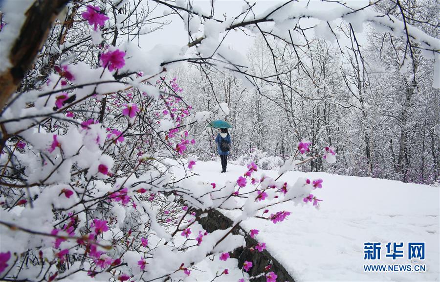 5月の雪に覆われる内モンゴル