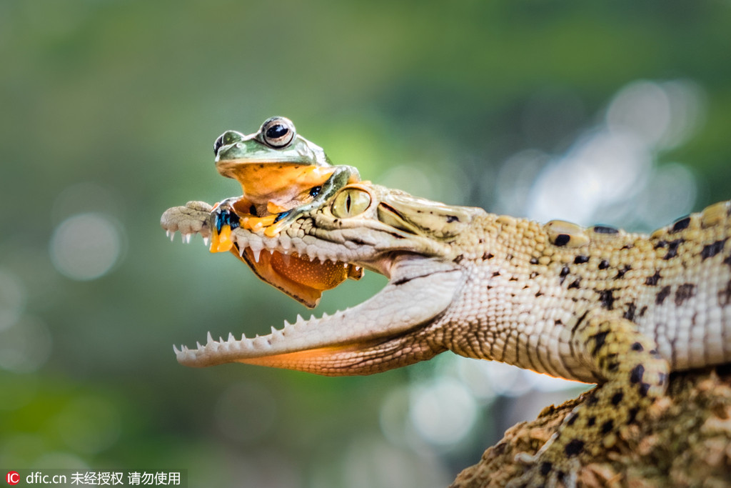 ワニの赤ちゃんの口の上に乗るカエル