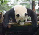 人工飼育のパンダ、個体数は364頭にまで増加　四川省