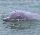 北部湾で楽しそうに戯れる中国白イルカ　広西