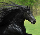 米国のハンサム馬、漆黒の毛並みと長いたてがみでネット民を魅了