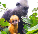 白頭葉猴が食を求め下山　金色の毛に覆われた可愛い子ザルも