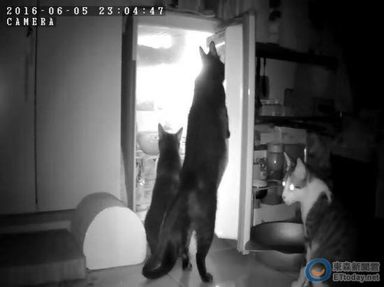 3匹の泥棒ネコ、冷蔵庫からこっそり獲物をゲット