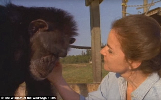 25年前の命の恩人を覚えていたチンパンジー