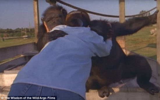 25年前の命の恩人を覚えていたチンパンジー