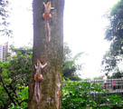 オリーブの老木に顔を出す様々な動物たち　福建省