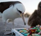 海洋科学者らが海の大掃除、「怒りの目」でゴミを見つめるアホウドリ