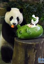 パンダの「圓仔」、特製の誕生日ケーキでお祝い　台北市動物園