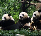三つ子パンダが断乳を迎える　三つ子は世界で唯一