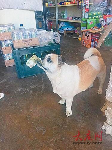 1元札をくわえ、買い物をする小犬に驚きの声　　店主「うちの常連客だよ」