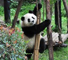 パンダがブランコ遊び、可愛い「芸」に観客骨抜きに　雲南省