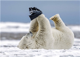 ホッキョクグマが北極で下着と戯れる爆笑写真