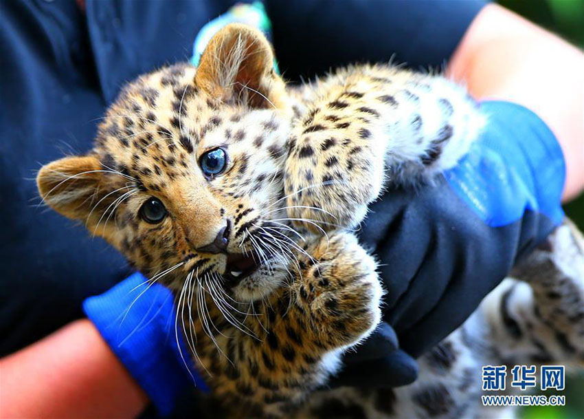 絶滅危惧種のアムールヒョウの赤ちゃん公開　ベルギー