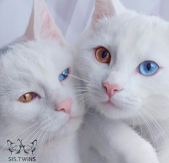 オッドアイ」の双子の白猫、SNSの人気者に (3)--人民網日本語版--人民日報