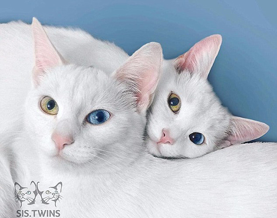 「オッドアイ」の双子の白猫、SNSの人気者に