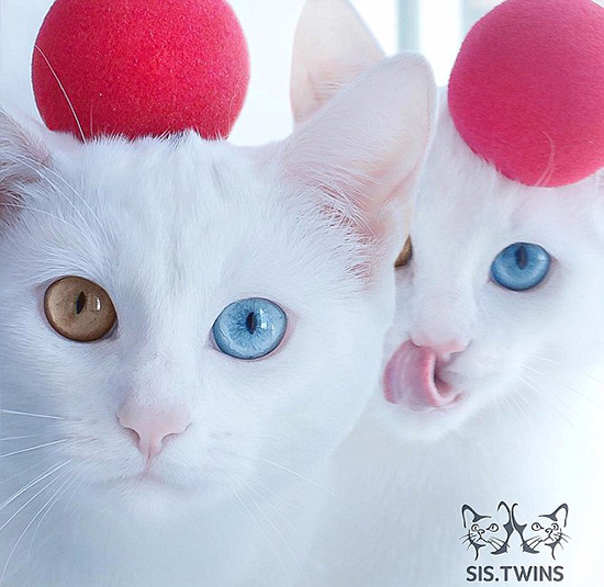 オッドアイ の双子の白猫 Snsの人気者に 6 人民網日本語版 人民日報